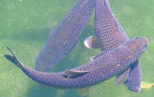 《垂釣對象魚視頻》武漢天元冬季黑坑垂釣大青魚餌料線組如何搭配