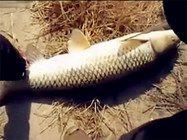 《垂釣對象魚視頻》 水庫拋竿擒大草