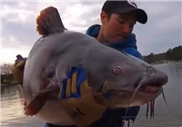 《垂釣對象魚視頻》 男子夏季江河釣魚釣獲倆鯰魚精