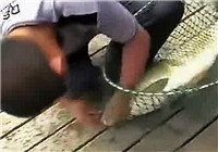《垂釣對象魚視頻》 男子野釣擒獲30斤大草魚