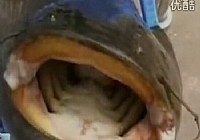 《垂釣對象魚視頻》三岔湖釣友釣到66斤大鯰魚王視頻
