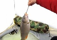 《垂釣對象魚視頻》冬季冰釣大鯉魚視頻