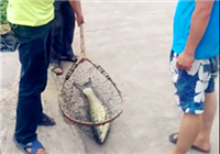《垂釣對象魚視頻》男子水庫搏大物