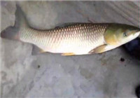 《垂釣對象魚視頻》 男子河邊野釣擒獲大草魚