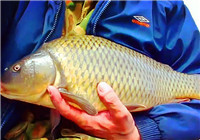 《垂釣對象魚視頻》看歪果釣友蘆葦蕩擒獲黃金大鯉子