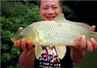 《垂釣對象魚視頻》 自然水域小竿細線野釣大鯉魚