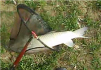 《垂釣對象魚視頻》 男子黑坑手竿釣大草魚