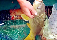 《垂釣對象魚視頻》 國外釣友江河作釣黃金鯉