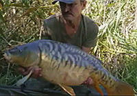 《垂釣對象魚視頻》 男子蘆葦蕩大鯉魚連竿