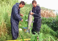 《垂釣對象魚視頻》 夏季草叢岸邊釣大青魚