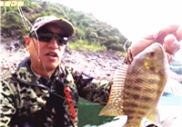 《大海路亞講堂》20171105 緊水灘探釣收獲多種魚