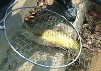 《釣行江湖》第3集 湖北浠水水庫探釣擒獲大草魚