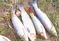《釣行江湖》第2集 武漢木蘭湖試釣收獲大草魚