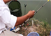 《釣友原創釣魚視頻》 釣友手竿狂飛白條魚