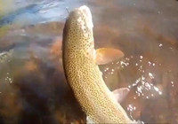 《釣友原創釣魚視頻》 溪流里用飛蠅釣頻頻上鱒魚