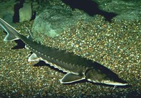 《釣友原創釣魚視頻》手竿釣獲118斤超大中華鱘