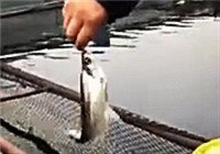 《釣友原創釣魚視頻》體驗千島湖筏釣白花魚