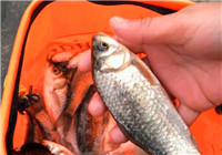 《釣魚實戰》第21期 釣友筏釣小鯽魚 三根竿子連連上魚