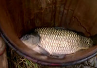 《釣友原創釣魚視頻》庫戰釣魚視頻 第12集 再戰巴家峪水庫(二)