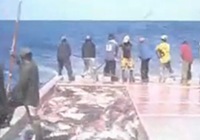 《釣友原創釣魚視頻》目瞪口呆的開掛釣魚視頻