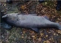 《釣友原創釣魚視頻》 男子小河野釣收獲大鰱魚
