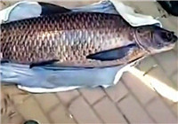 《釣友原創釣魚視頻》 男子池塘釣獲大體型青魚