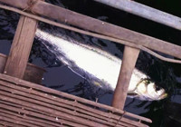 《釣友原創釣魚視頻》 男子筏釣釣到米級翹嘴