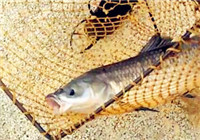 《釣友原創視頻》 男子黑坑釣獲大青魚