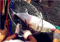 《釣友原創視頻》 男子出海夜釣擒獲大魚