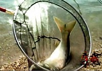 《釣友原創釣魚視頻》庫戰釣魚視頻 第6集 承德周家莊水庫