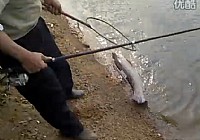 《釣友原創釣魚視頻》海竿遛翻17斤大青魚