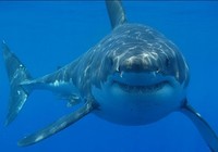 《釣友原創釣魚視頻》國外釣友海竿岸邊釣鯊魚
