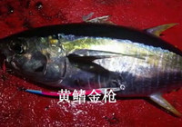 《釣友原創釣魚視頻》 女漢子海釣搏殺金槍魚