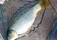 《釣友原創釣魚視頻》小竿細線釣鯉魚竿稍入水
