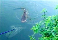 《釣友原創視頻》 釣友河邊擒獲大鯰魚