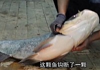 《釣友原創釣魚視頻》夜釣萬峰湖擒獲35斤大鰱鳙魚