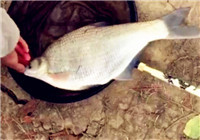 《釣友原創視頻》 男子河邊釣獲鳊魚