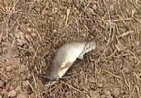 《釣友原創釣魚視頻》野河釣獲變異魚種