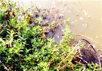 《釣友原創視頻》 男子水庫擒獲大草魚