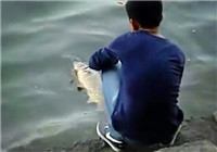 《釣友原創釣魚視頻》 夏季男子池塘擒獲大鯉魚