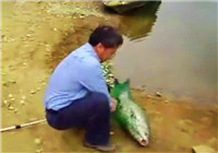《釣友原創釣魚視頻》 男子江河釣獲48斤重大青魚