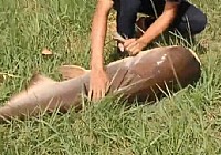 《釣友原創釣魚視頻》美女力搏深水巨怪