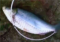 《釣友原創釣魚視頻》 釣友湖泊野釣擒獲19斤大鰱鳙