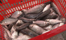 《釣友原創釣魚視頻》武漢天元隊員隨州三人掐魚記(上、下)