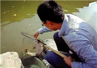 《釣友原創釣魚視頻》 釣魚新手斷竿終擒大鮰魚