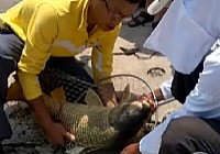 《釣友原創釣魚視頻》濱州東郊水庫釣獲26.8斤大鯉魚