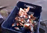 《釣友原創釣魚視頻》 男子手把線釣獲整箱食人魚