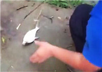 《釣友原創釣魚視頻》 只要魚夠多 拿個小棍也能爆連