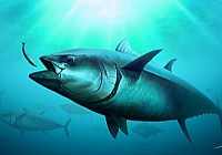《釣友原創釣魚視頻》釣到80斤金槍魚遛魚20分鐘擒上岸