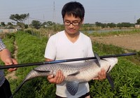 《釣友原創釣魚視頻》7.2米長竿擒獲36斤大青魚